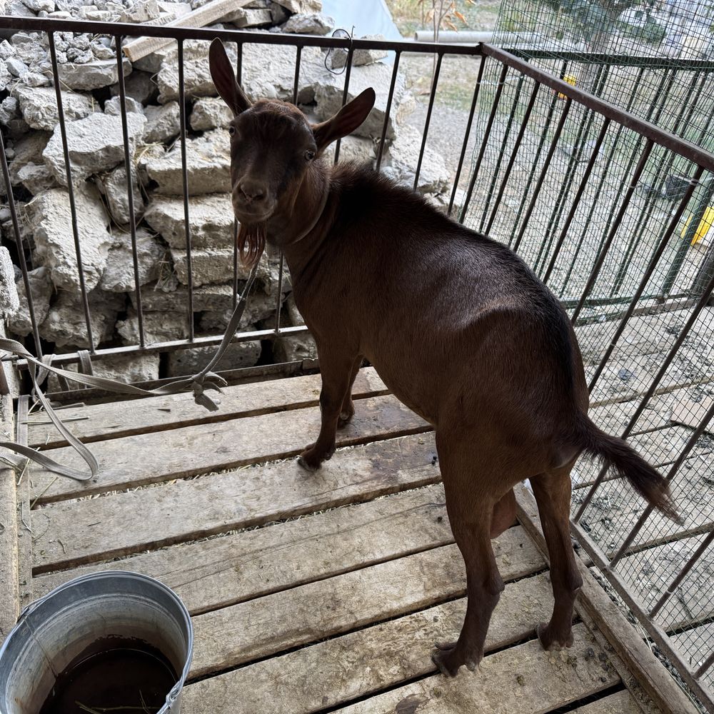 Murciana Granada. Ispan zotdor echkilari