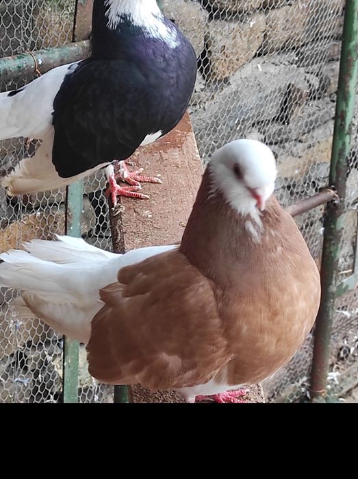 Белоглави и огледални гълъби продава