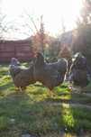 pui,plymounth,sussex,australorp-rase expozitie 2025