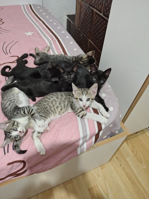 Pisicuti spre adoptie