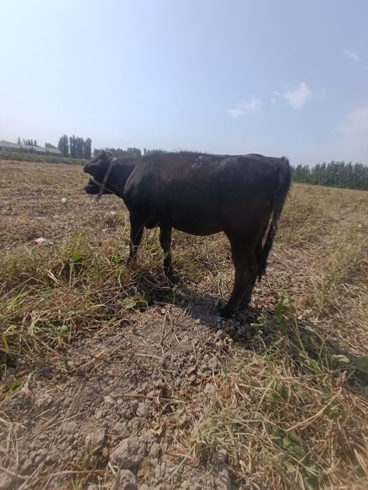 Sotiladi! Zoʻr buzoq