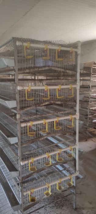 Бедана кафаслари тухумга