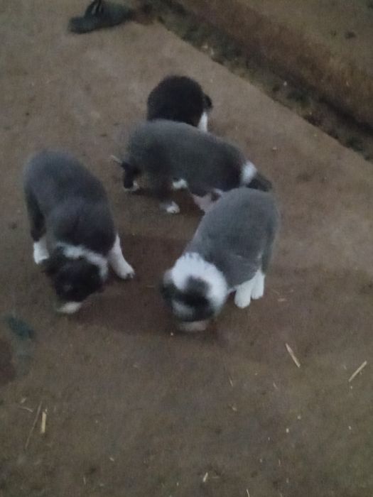 Puiuți border collie cenusii