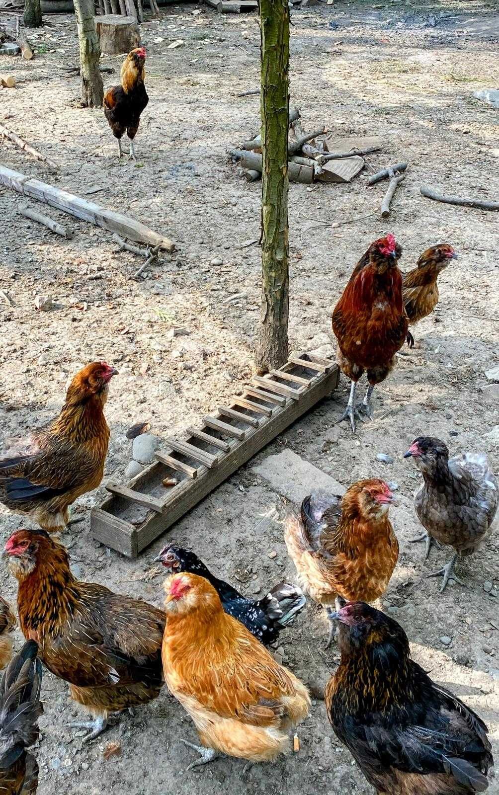 Gaini araucana, 2023 si 2024