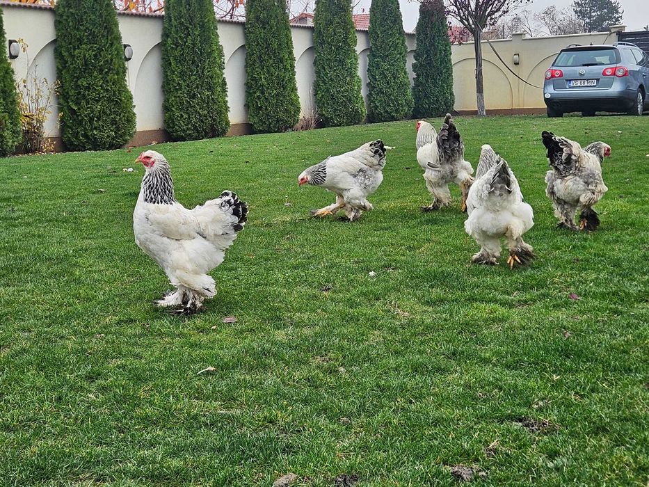 Gainu Barahma hd de vanzare