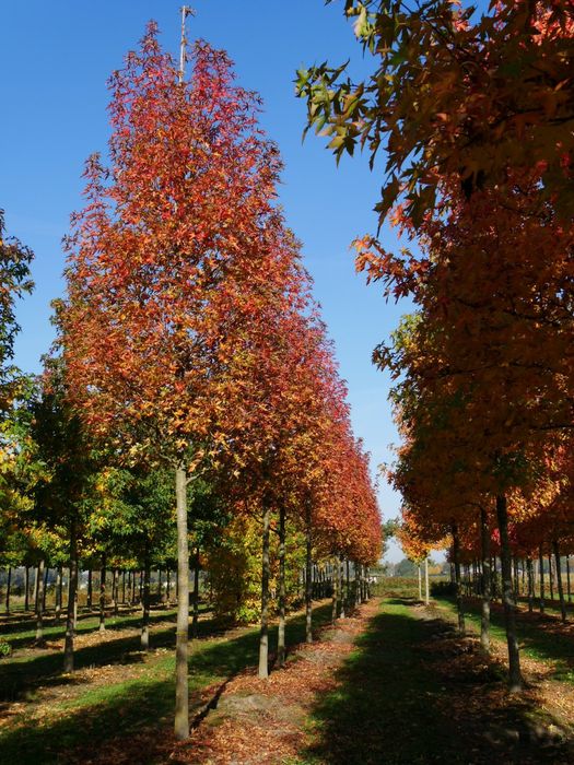 Arborele de Guma (Liquidambar )