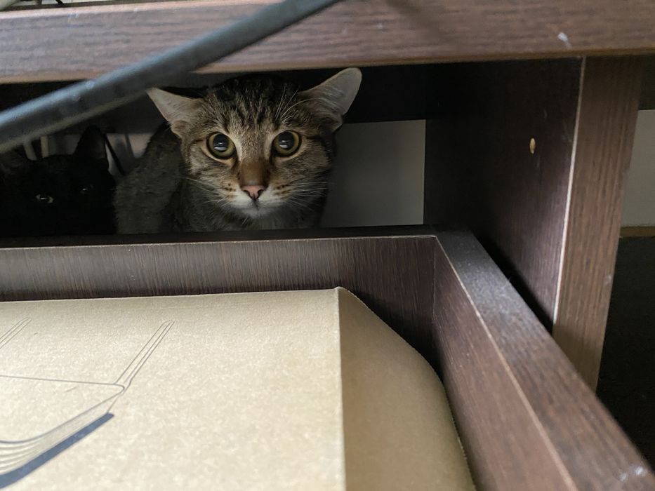 Doi motanei de 5 luni spre adoptie