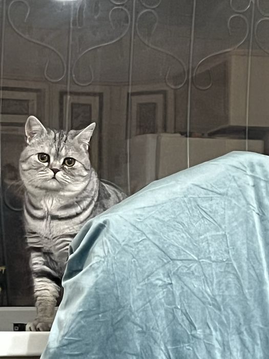 Отдам кота шотландца  в добрые руки