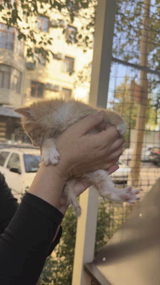 Отдам бесплатно