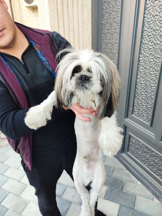 Породистая собачка чей забирайте