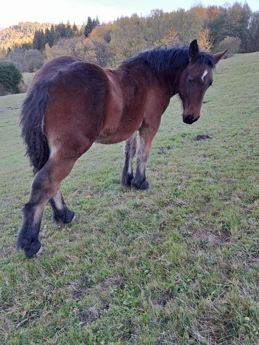 Mânză 6 luni de vanzare