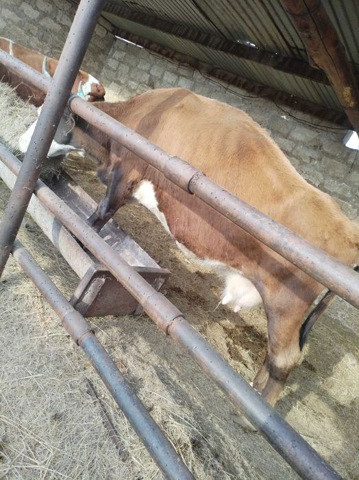 Буаз сиыр сатылады