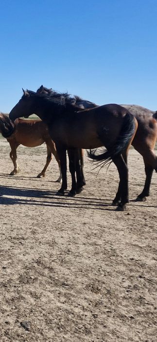 Құнан айгыр бие тай жабагы жабағы айғыр байтал жеребец лошади айгыр