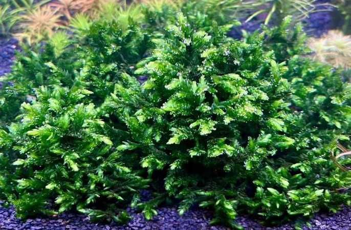 Willow moss acvariu
