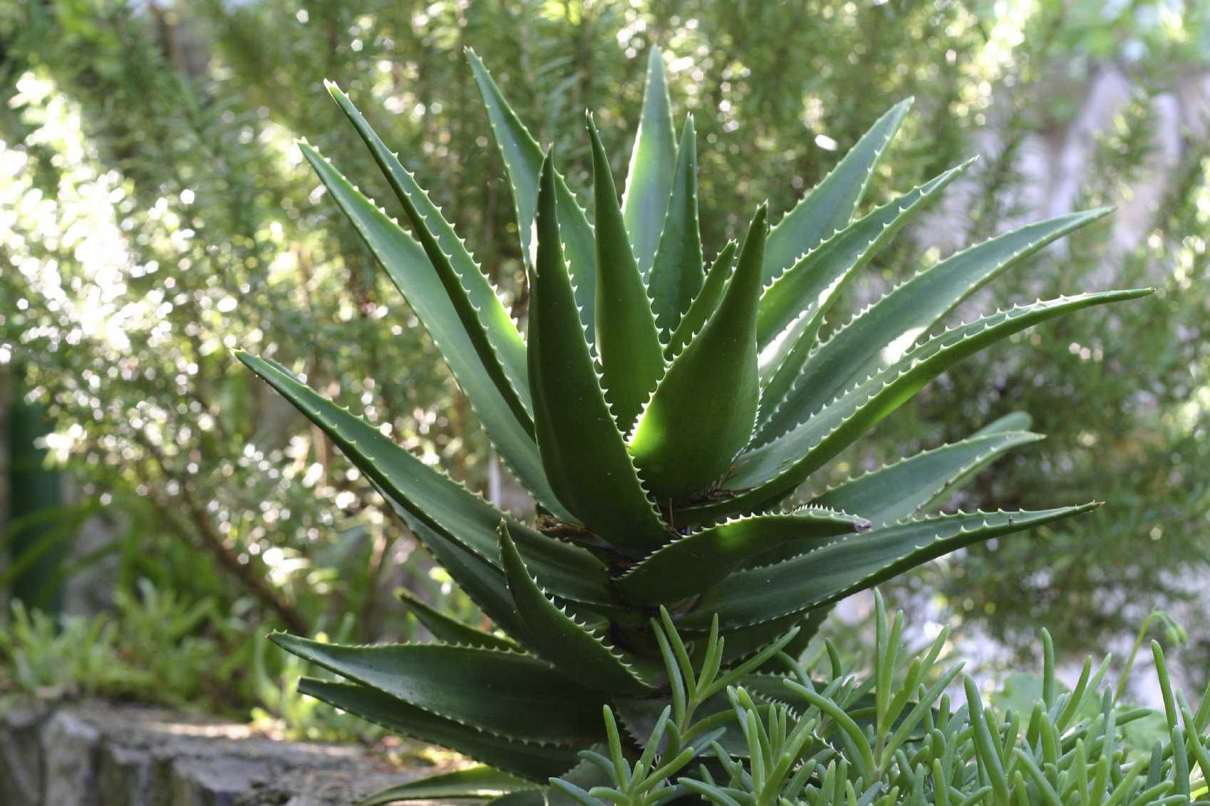 Seminte Aloe vera - plante medicinale