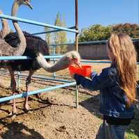 Продаётся чёрный африканский страус.