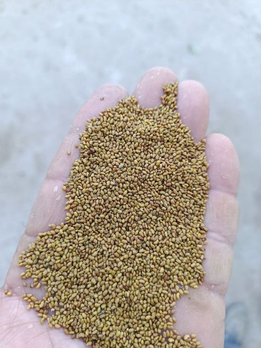 Lalmi bedaning urugi