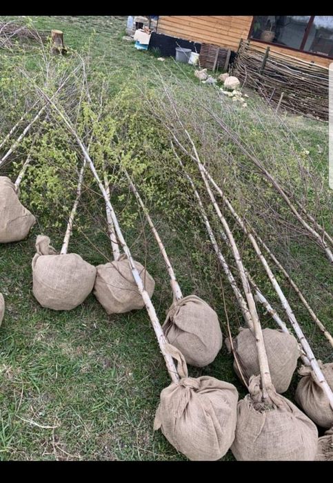 Mesteacăn coaja alba 2m-5m/ tei, stejar, platan, carpen/ catalpa