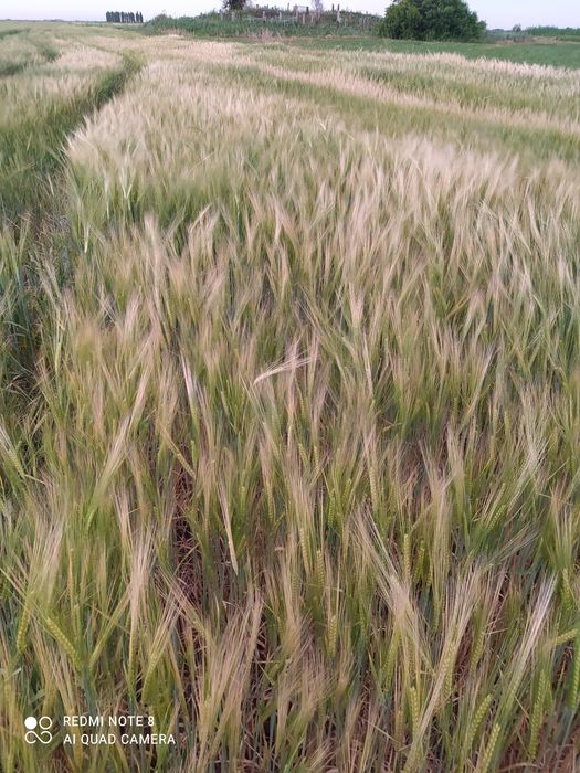 Арпа сатылады Сорт Маргрет