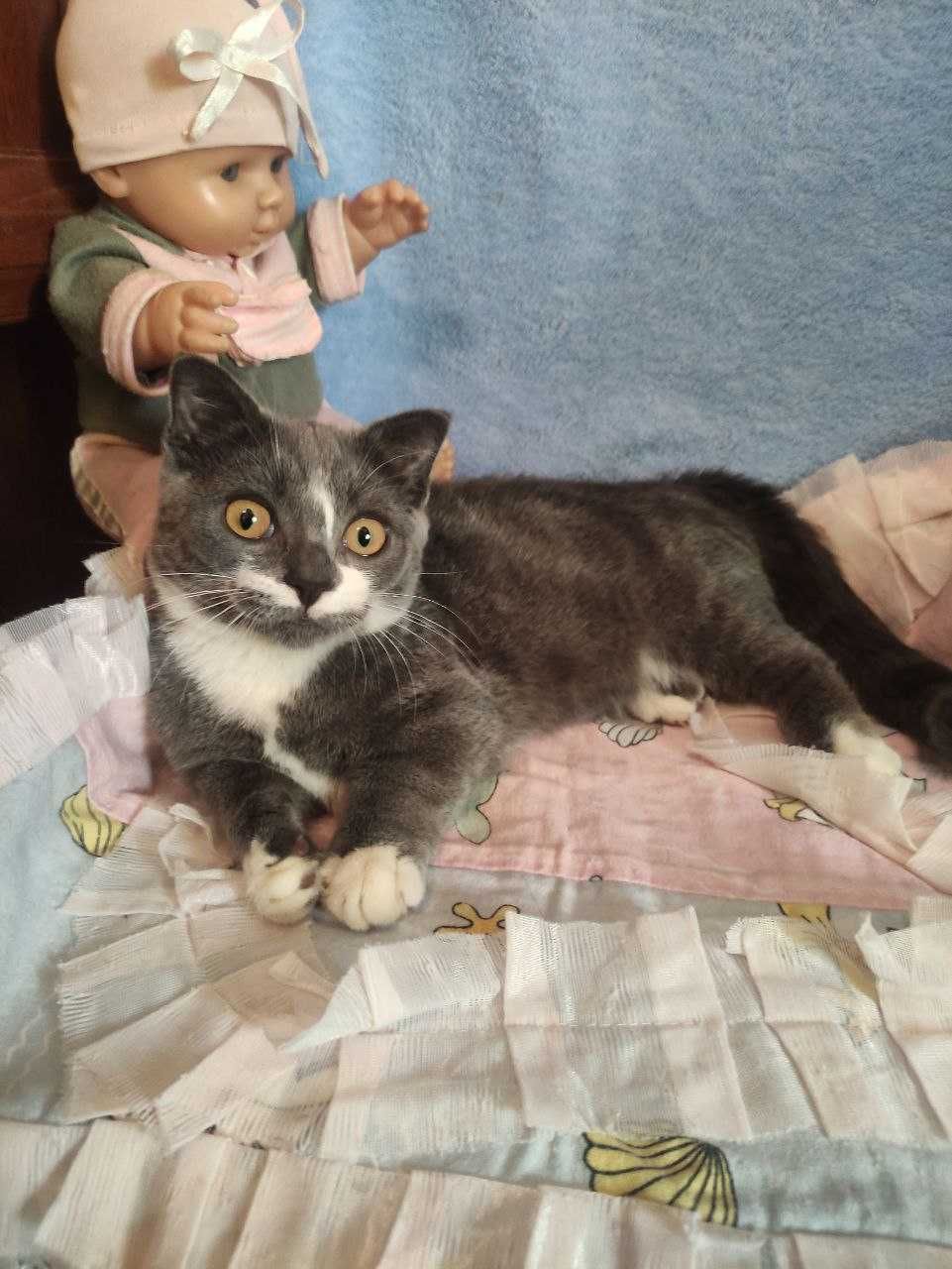 Продается котенок манчкин мальчик