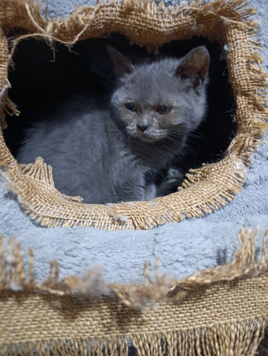 Девочка скоттиш страйт