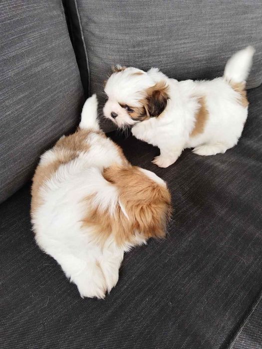 Ши тцу момченца и момиченца