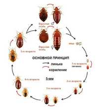 Дезинфекция, дезинсекция, dezinfeksiya, дератизация, уничтожения, клоп