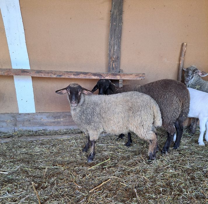 Vând 2 miele de crescut sau tăiat!