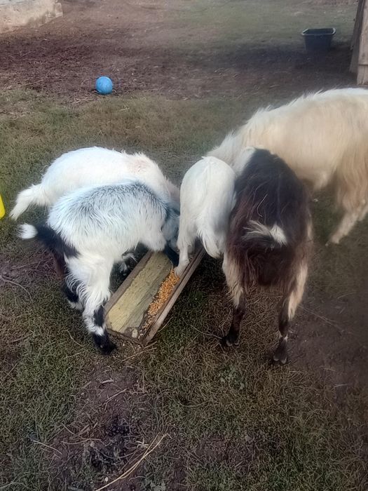 Capre și ieduțe . Caprele încă se mulg