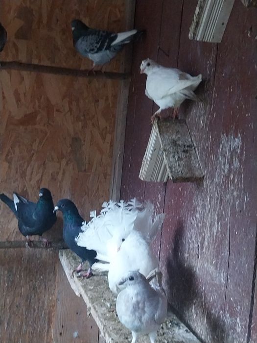 Schimb porumbei voiajori și de ornament cu găini diferite rase