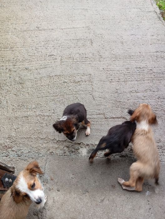 Малки кученца 4 броя