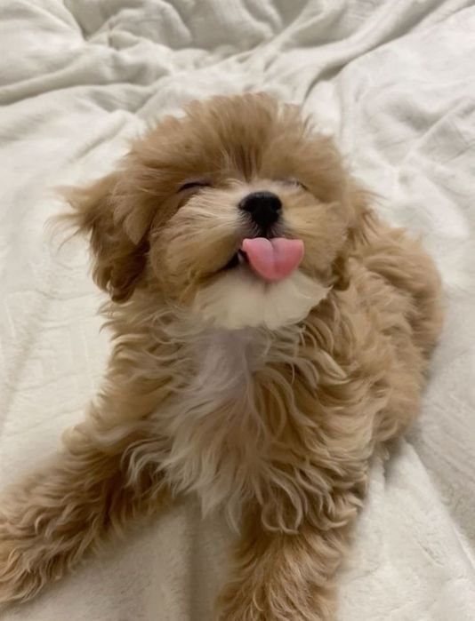 Maltipoo poodle mini toy apricot