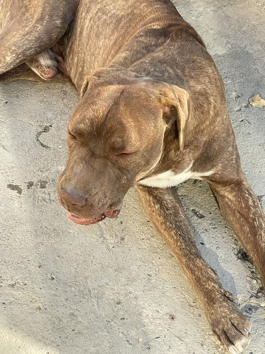 Pit-Buteler amerikaskiy