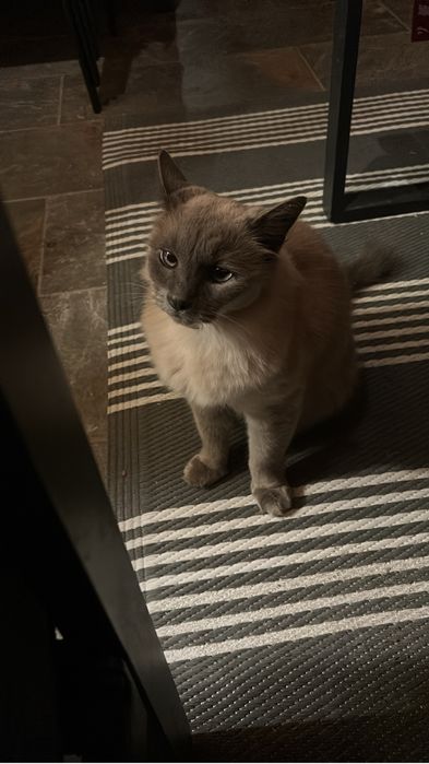 Sandale Alma de Pena, piele, masura 38