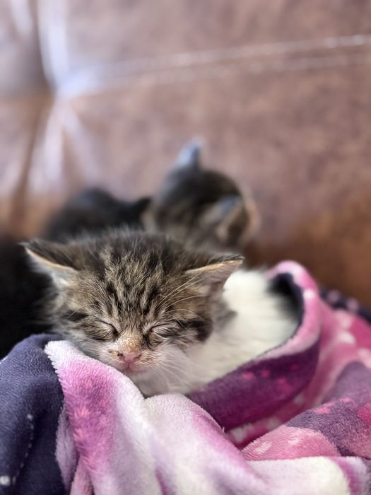 Малки бебе котенца. ПОДАРЯВАМ