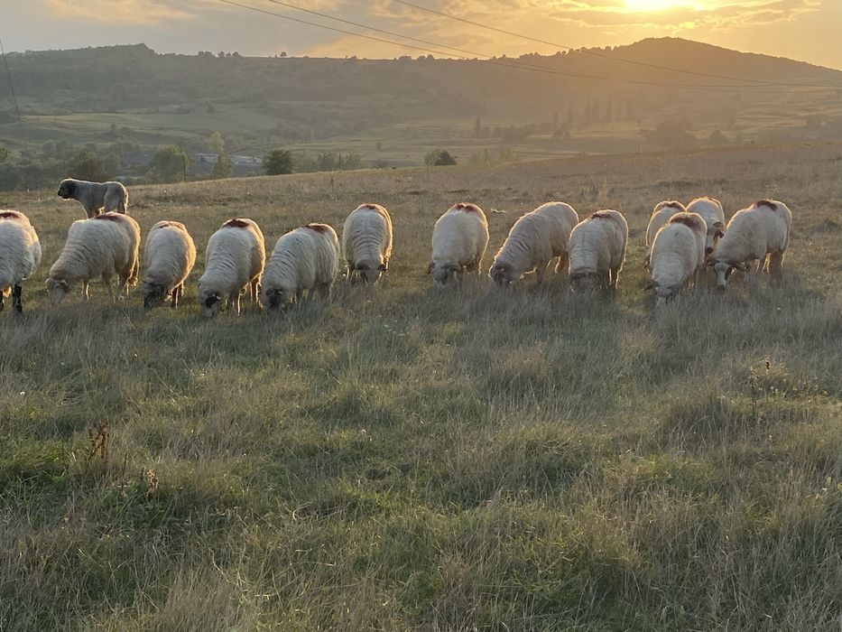 Oi tinere turcane de vânzare