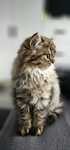 Pisica British longhair taby