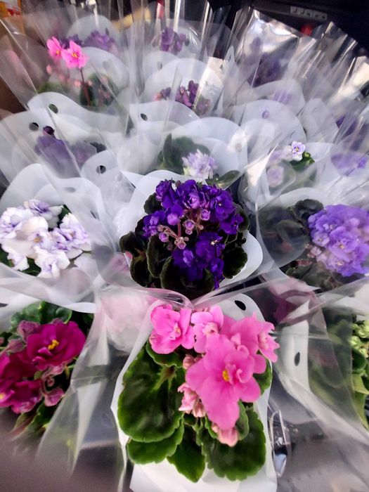 Теменужка, Сентполия