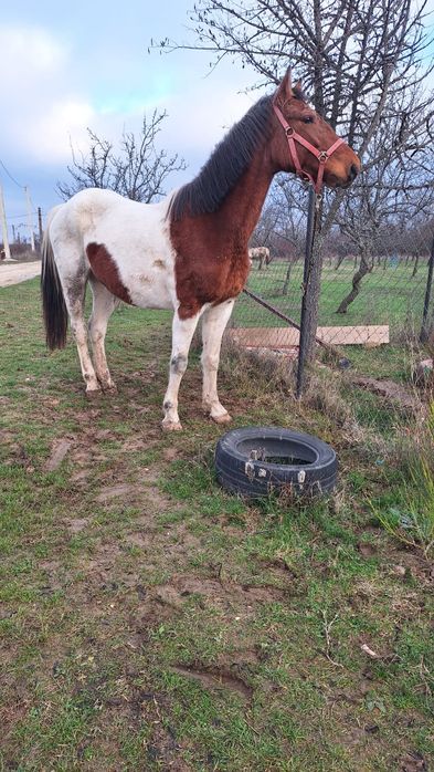 Iapa Pinto gestanta/schimb