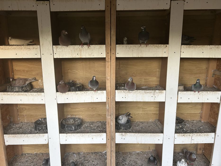 Vand porumbei voiajori