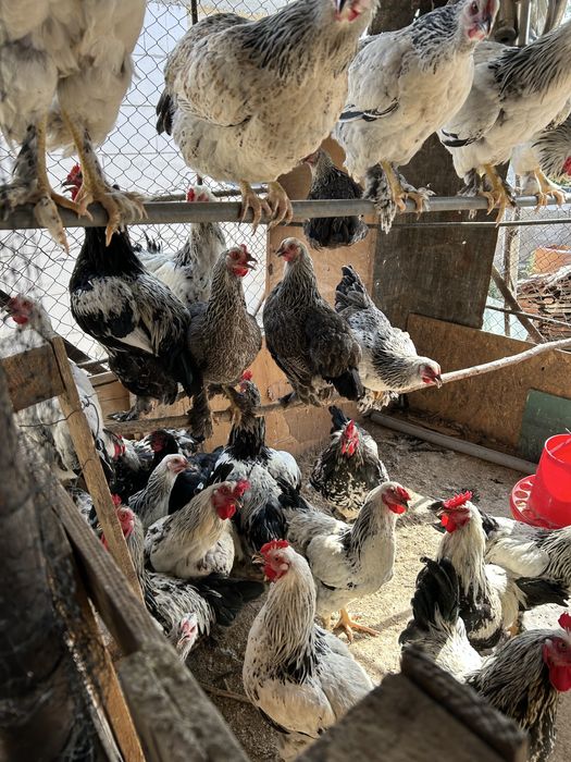 Vand gaini, sunt de anul asta si au inceput ouatul