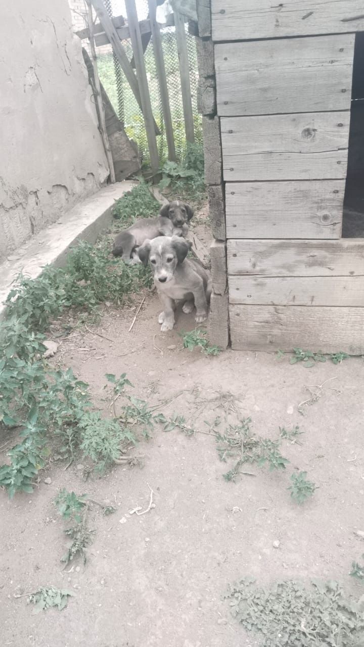Продам щенки тазы