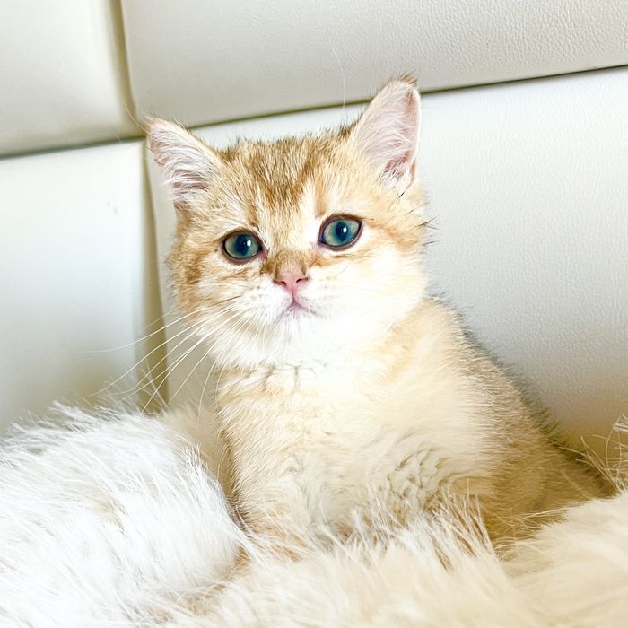 Британская шиншилла ny12