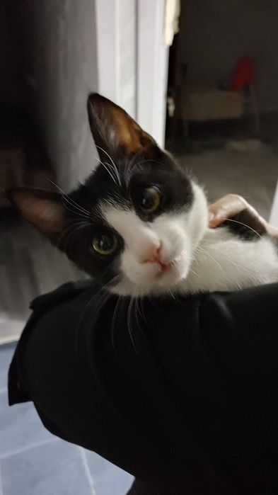 Отдам даром в добрые руки мальчик котёнок