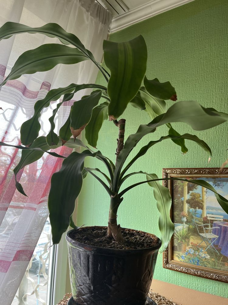 Драцена Фрагранс неприхотливое растение для дома и офиса