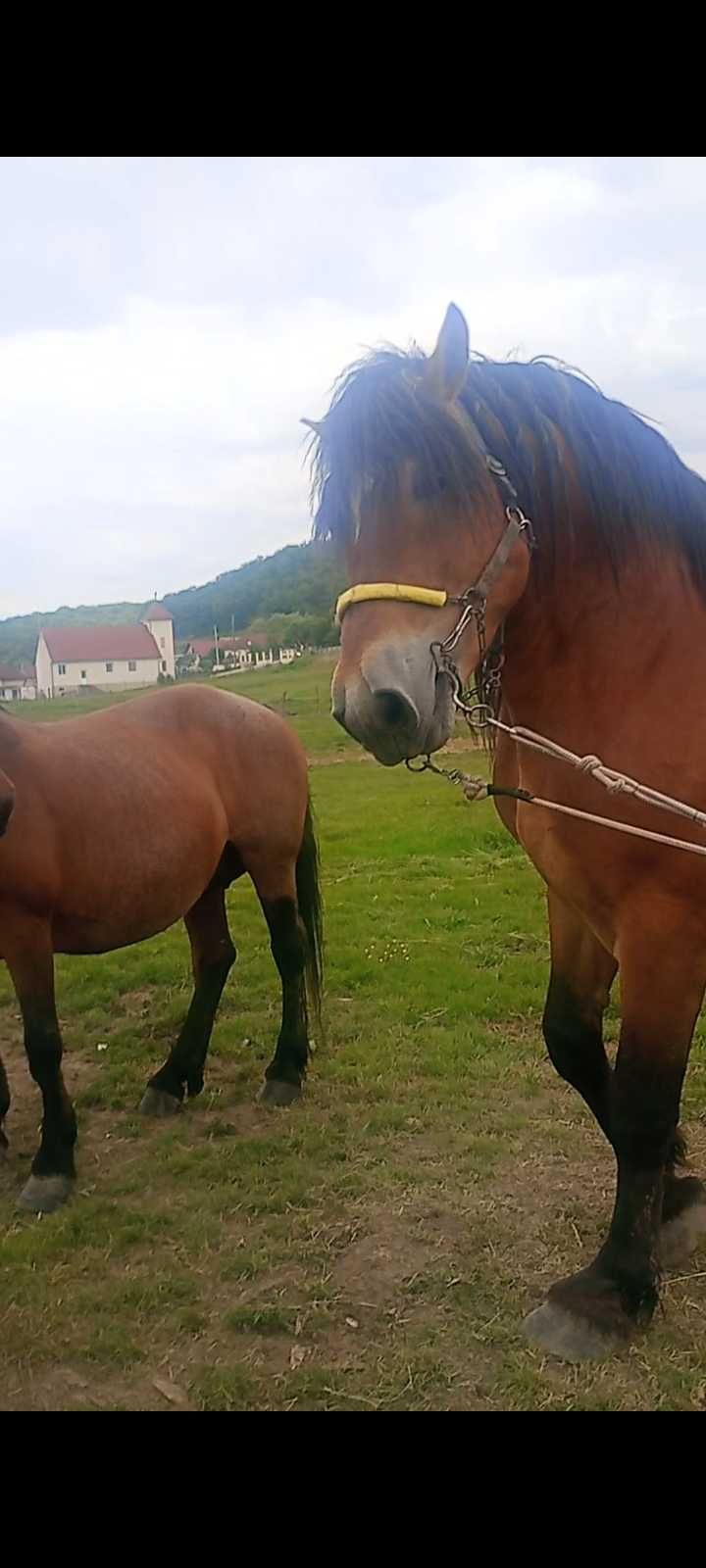Vând armăsar de 4 ani