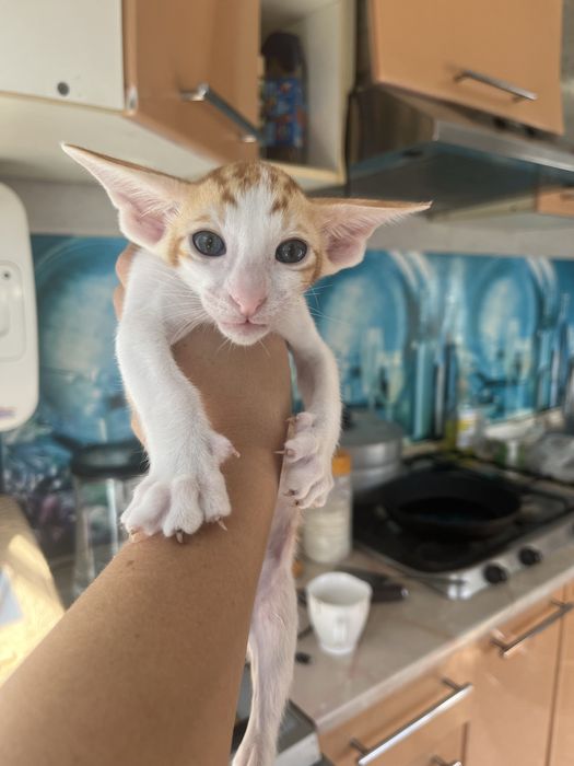 Продам ориентальных котят