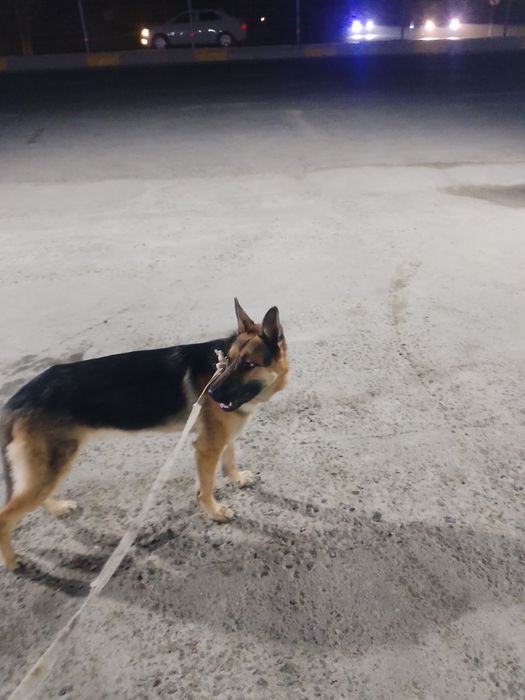 Diqqat eksklyuzif super elon