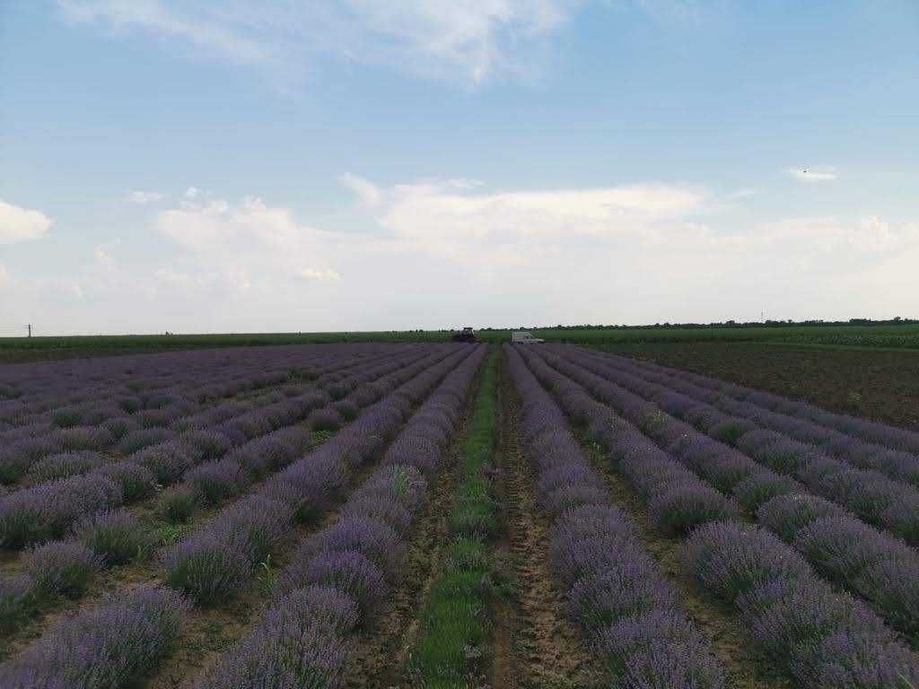 Butasi lavanda(sevstopolis)de vanzare