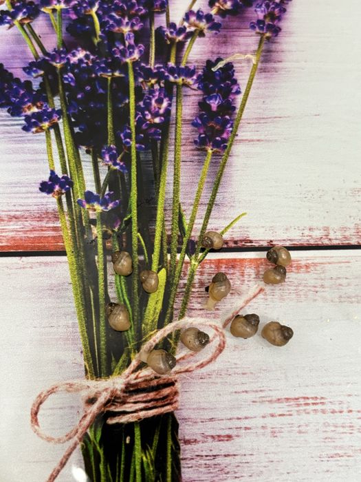 улитята ахатин фулика альбино